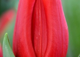 Tulipa Prague (3)